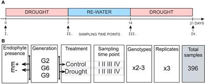 Methylome changes in Lolium perenne associated with long-term colonisation by the endophytic fungus Epichloë sp. LpTG-3 strain AR37